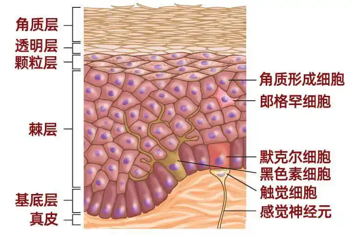 lonza人表皮角质形成细胞