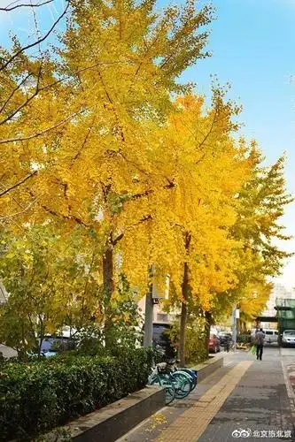 东花市街道黄昏美景