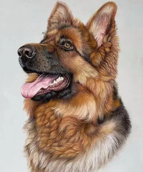 彩铅手绘入门 | 动物鸟类超写实彩铅画,彩铅动物画超真实_基础