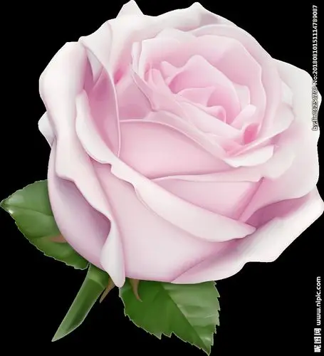 七夕 情人节 浪漫爱情 玫瑰花图片