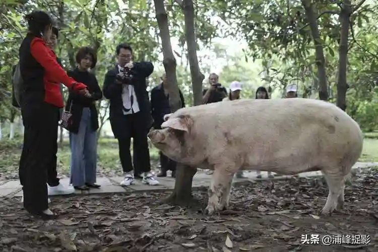 实拍三年前的猪坚强,汶川地震被埋36天,被救后住别墅有保姆
