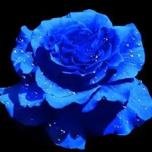 蓝玫头像