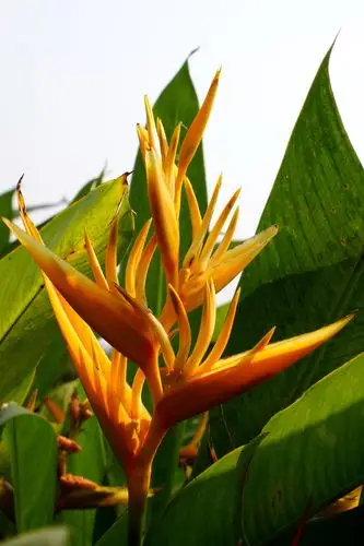 鹤望兰——天堂鸟