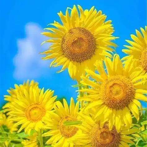 女人用什么头像运气旺 女人用什么头像运气旺花