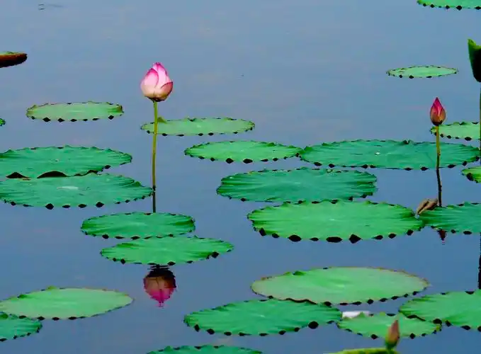 莲花朵朵开天边 辗转流年信仰不变 只见佛把众生怜念 佛光普照片片