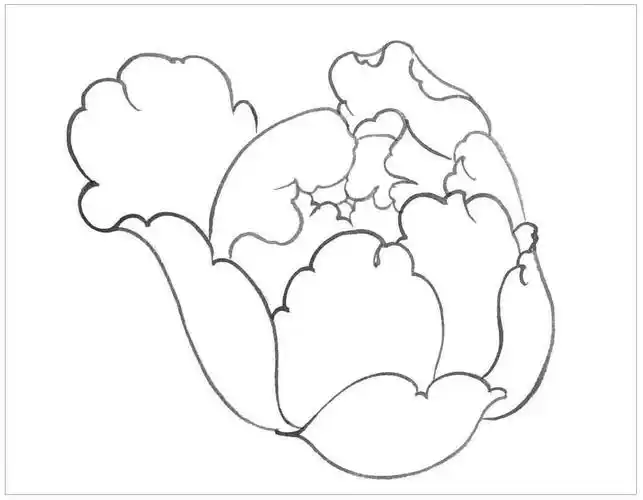 怎么画牡丹牡丹简笔画简单又好看