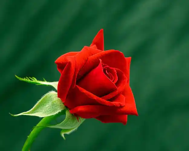 一朵盛开娇艳火红的玫瑰花