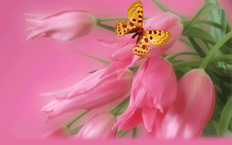 win7动态植物花卉,高清图片,系统壁纸,win7-回车桌面