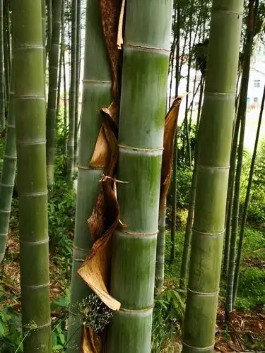 难忘儿时拾过的笋壳叶