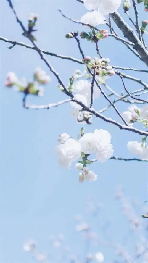 日系小清新唯美风景