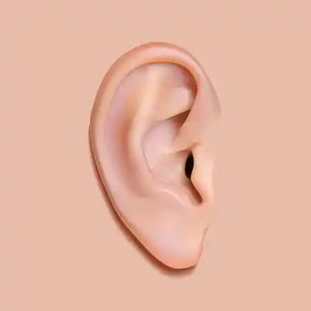 耳朵图片_图片大全