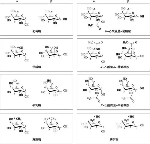 生物药物研究与应用丛书----糖类药物研究与应用最新章节_王凤山著