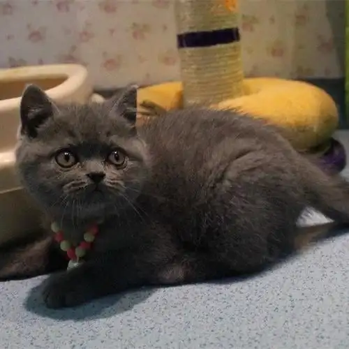 短毛猫纯种蓝猫宠物活体发财猫英短幼猫深蓝色波斯猫小猫家养