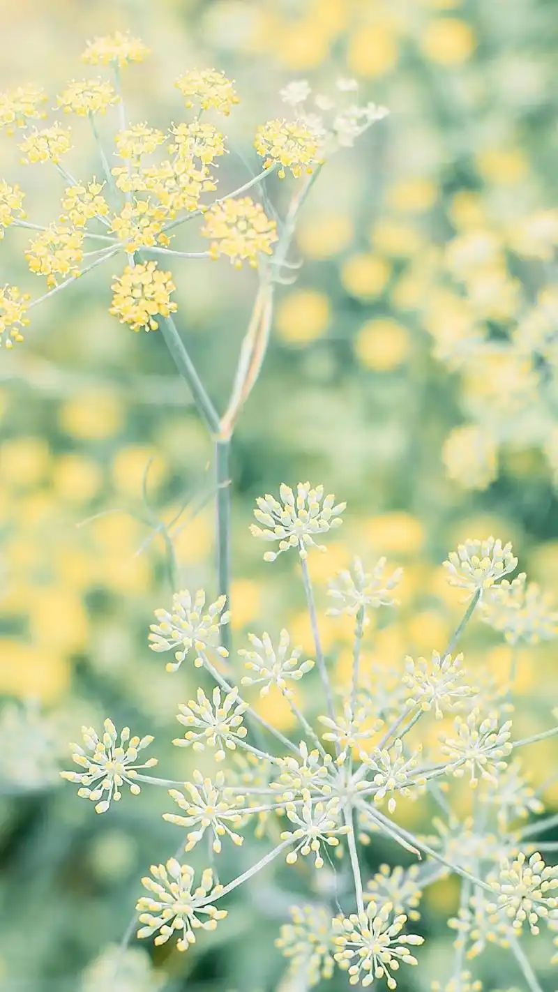 小清新高清无水印手机壁纸图片