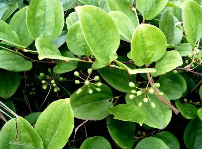 菝葜的功效与作用 菝葜的注意事项