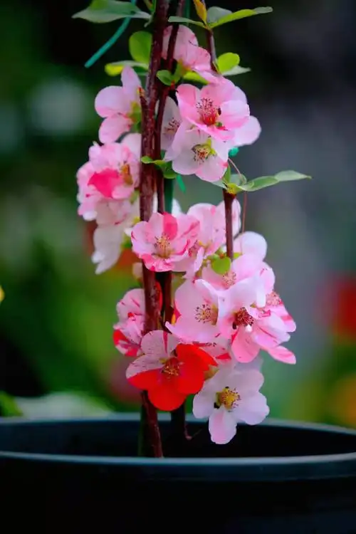 越之辉*日本复色海棠东洋锦系列贴梗海棠树苗盆景盆栽庭院阳台已售