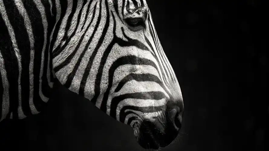 壁纸 斑马,侧视图,黑背景 1920x1200 hd 高清壁纸, 图片, 照片