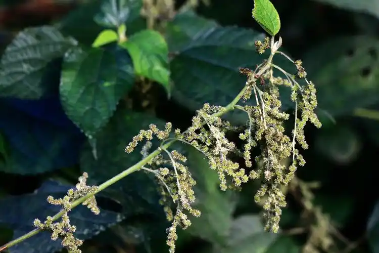 苎麻荨麻科苎麻属