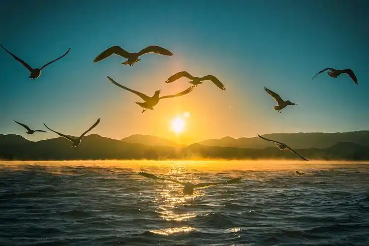 日出晨雾中飞翔的海鸥图片下载