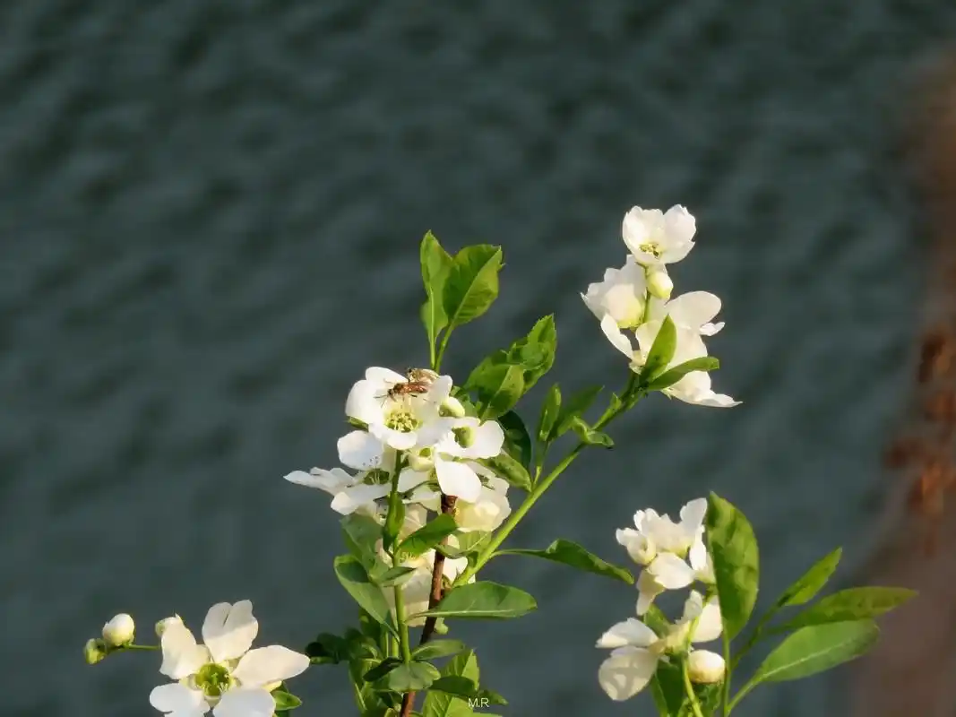花 #治愈系风景图片#风景优美空气清新 - 抖音