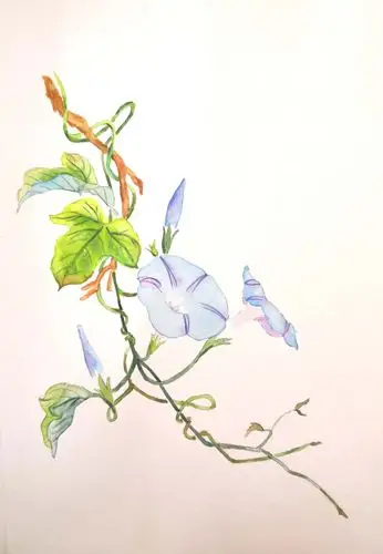 水彩画初学—花卉