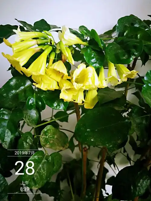 幸福树在江北能开花结果,极其罕见!〈原创)