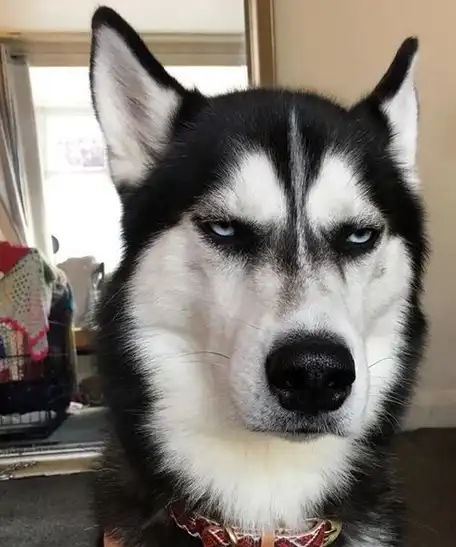 二哈意外怀孕一口气生了10只,主人以前有多欢喜,现在就有多后悔