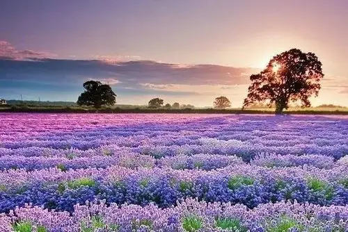 在5月大胆表达爱赴一场浪漫花海之约