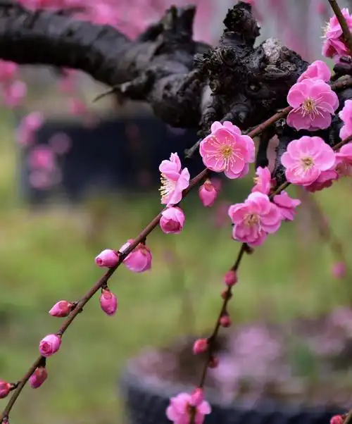 醉美的绽放,梦幻宫粉梅