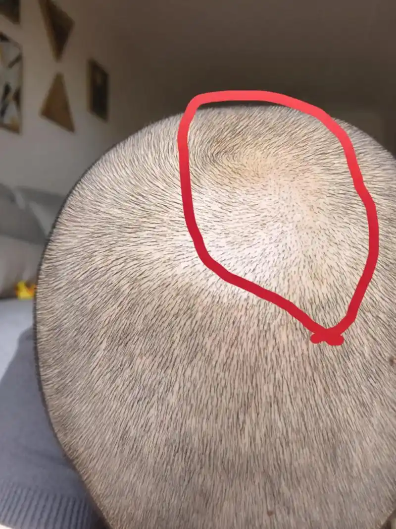 这是头顶漩涡一圈最少的地方,能看到稀稀拉拉只有一根头发,最细 - 抖