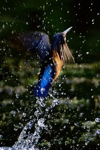 拍摄翠鸟入水捕鱼瞬间