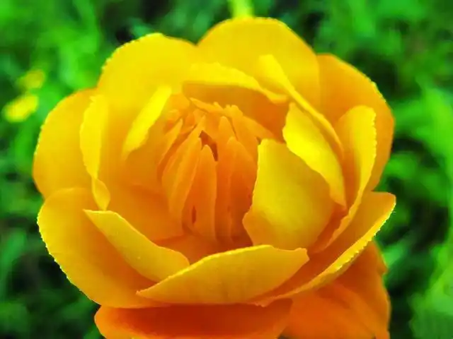 金莲花图片(金莲花图片大全) 资讯 第1张