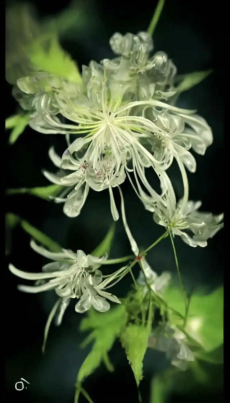 雪白的曼陀罗华依偎在一起,亲密无间.