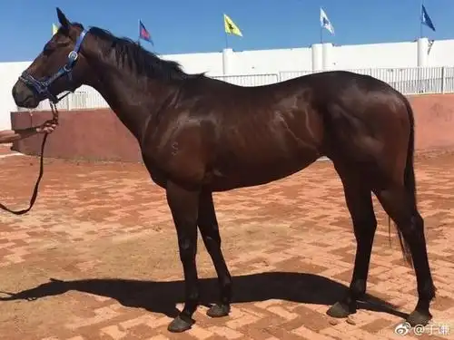 近日,于谦在微博晒照,"大谦世界马主群"旗下新驹"大谦战狼"已经入帐!