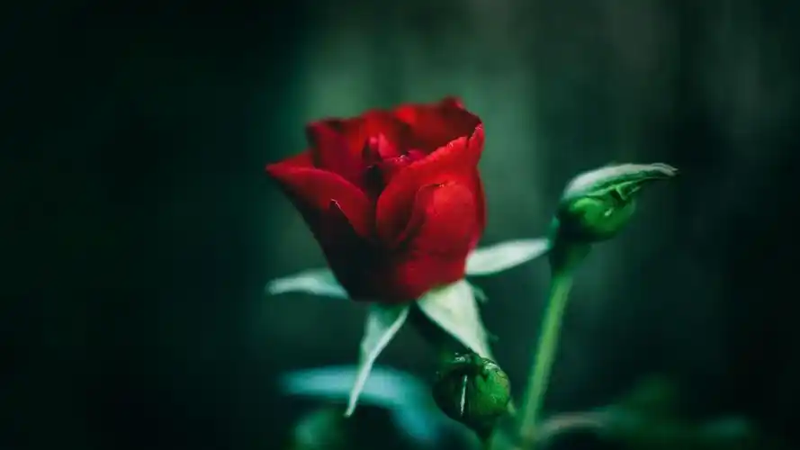 玫瑰花高清电脑桌面壁纸图片分辨率2560x1600