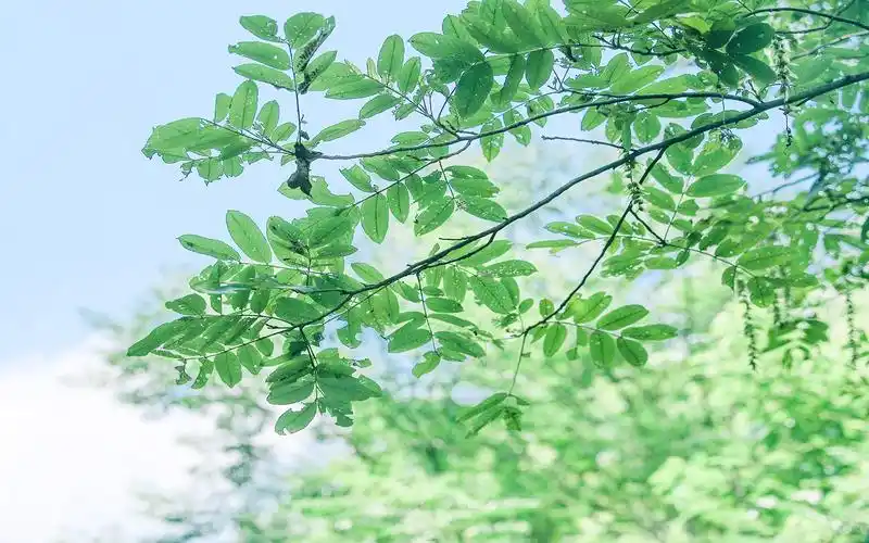 夏日小清新绿色植物图片桌面壁纸