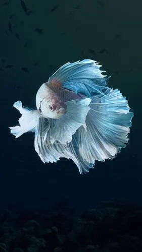好看的观赏鱼壁纸,总有一张适合你!