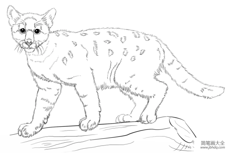 如何画美洲狮宝宝