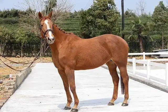 出售| 8匹优质好马在寻找他的主人