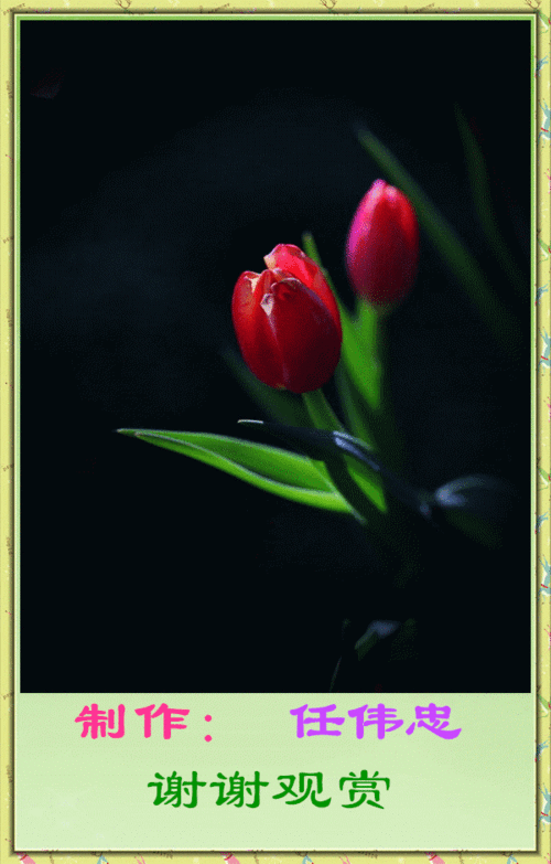 主题画.郁金香.问候人天富兄等.问候语.晚安好梦.音乐.今夜好寂寞.