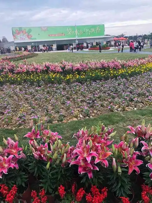 万顷园艺世界-"每年都有的百合花展,虽然住在附近,不过真.