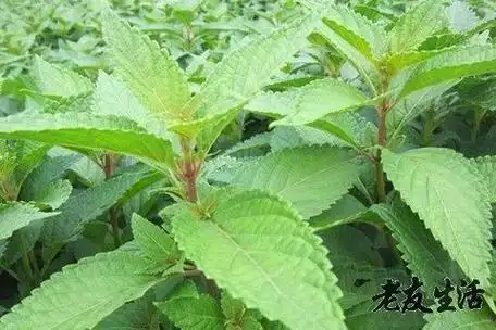 溪黄草为唇形科植物溪黄草和线纹香茶菜的全草,溪黄草的功效是清热