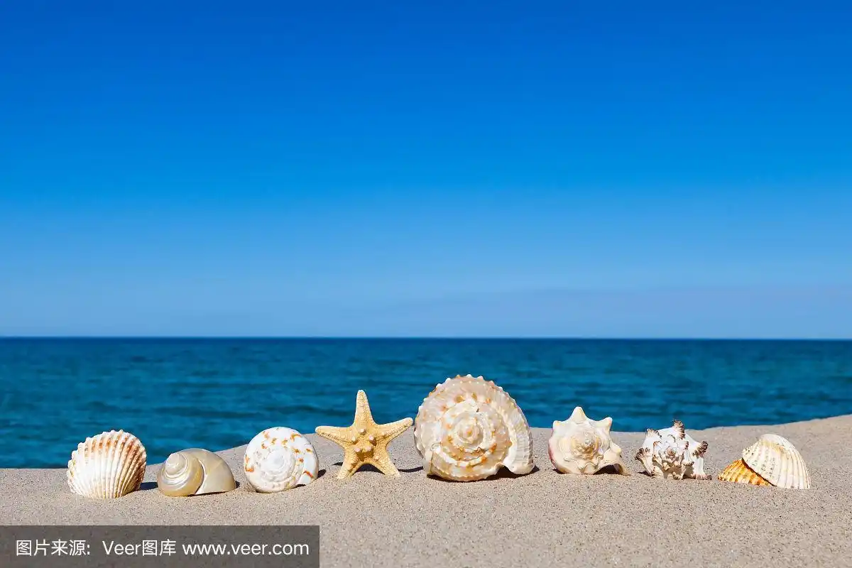 海边的贝壳躺在海边的沙滩上