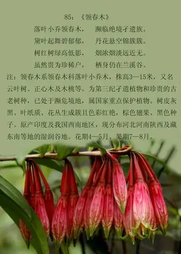 诗情花语(群芳谱之三)