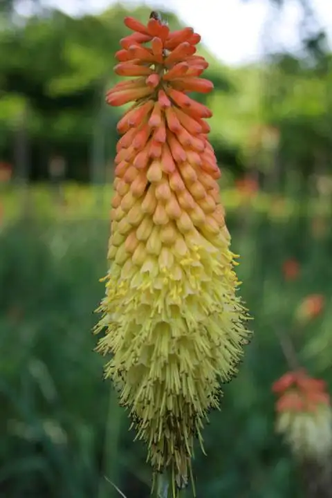 【奇花异草摄影图片】武汉植物园生态摄影_寻觅.