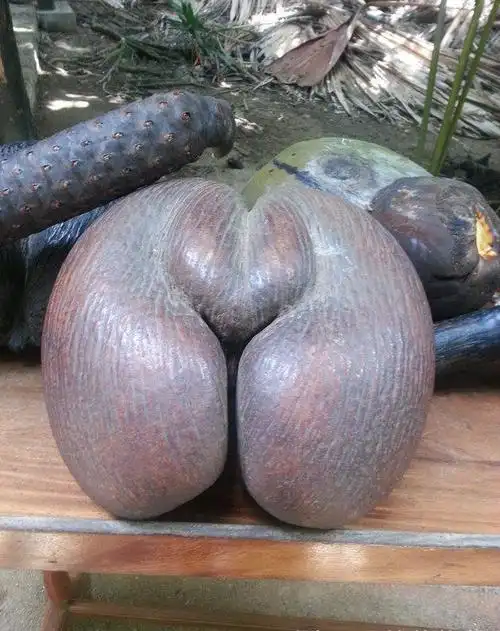 网友评出世界上最恶心的水果榴莲跟它比弱爆了水果中的奇葩