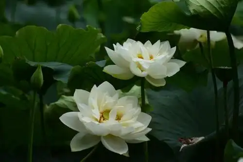 洁白——翠湖白莲花