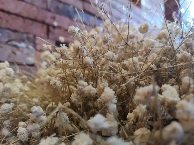 我希望,我们的生活就像这小小的花朵一样,美好宁静,简单纯粹