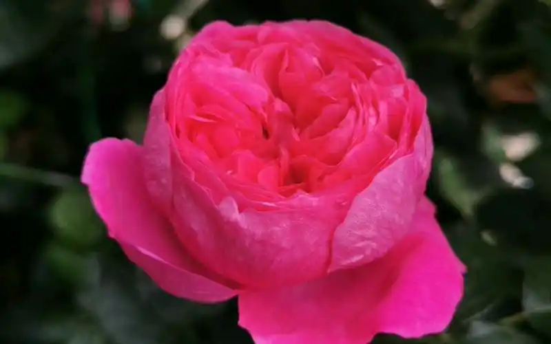 【月季蔻丹】,家养的盆栽,很喜欢