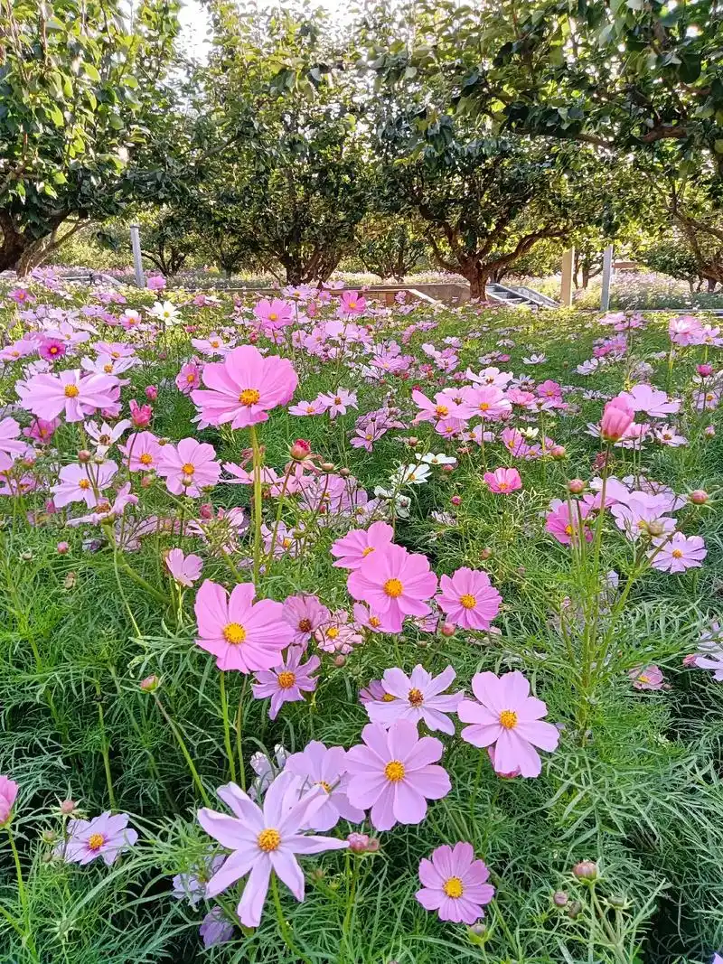 享受大自然的美好时光 愿姐妹平安永 - 抖音